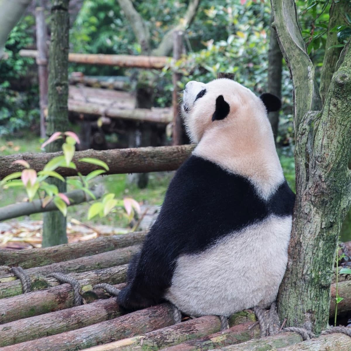 Großer Panda sitzt auf Baumstämmen im Zoo und schaut neugierig nach oben